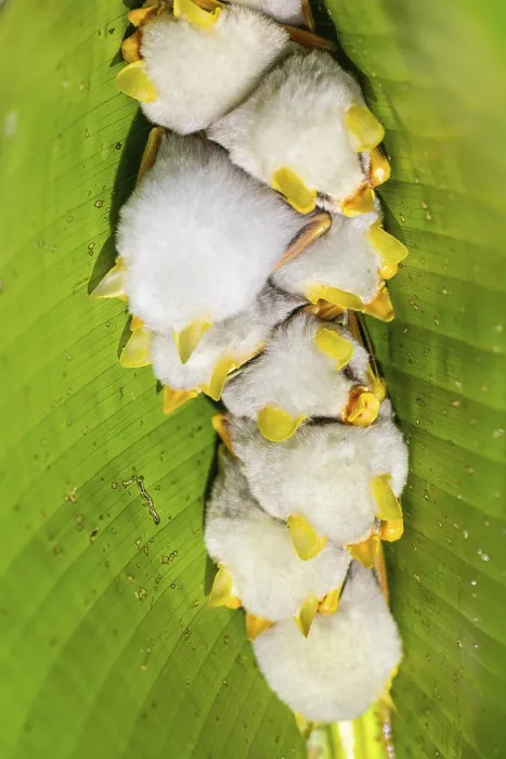 Framed Print : Yellow-eared bat (Ectophylla alba) sleeping under a leaf Framed Print : Yellow-eared bat (Ectophylla alba) sleeping under a leaf