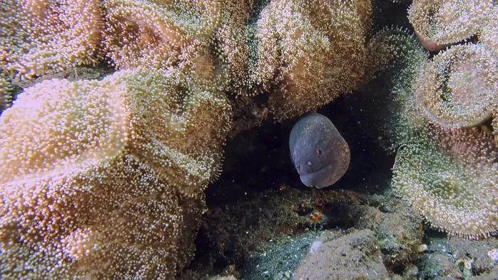 Framed Print : A Yellow-edged moray (Gymnothrax flavimarginatus) hides in an anemone between corals and rock formations Framed Print : A Yellow-edged moray (Gymnothrax flavimarginatus) hides in an anemone between corals and rock formations