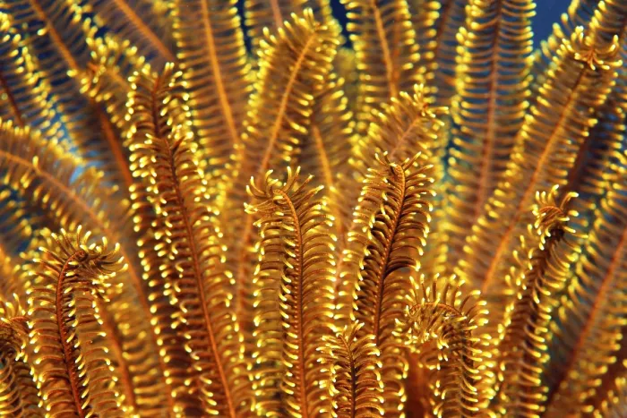 Framed Print : Yellow Feather Star (Comaster sp) Framed Print : Yellow Feather Star (Comaster sp)