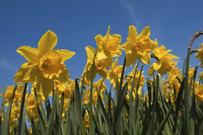 Framed Print : Yellow field full with trumpet daffodils in spring