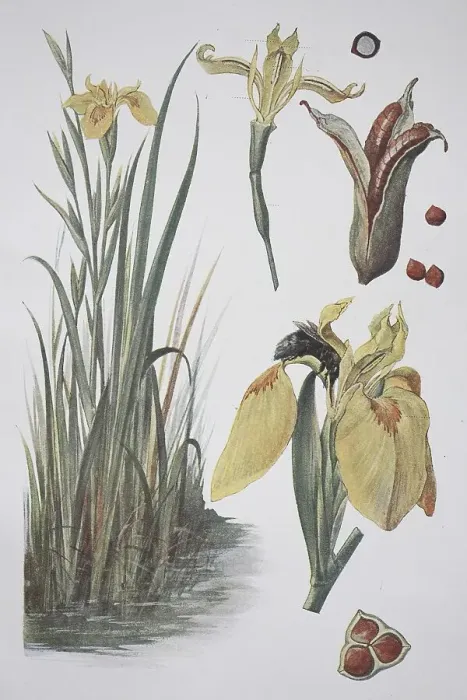 Framed Print : Yellow flag (Iris pseudacorus)
