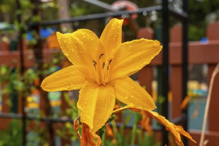 Framed Print : A yellow flower in a beautiful botanical garden