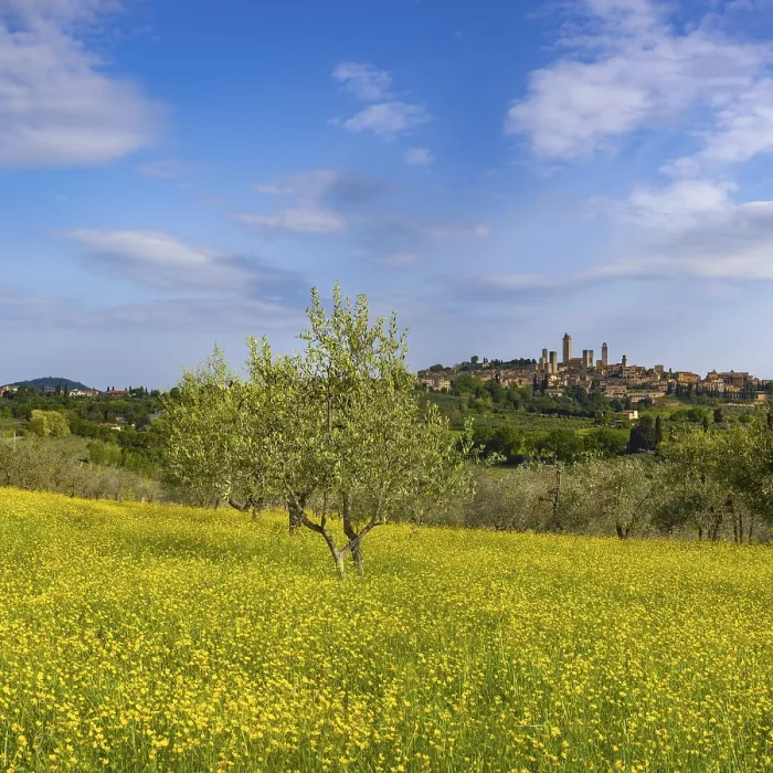 Framed Print : Yellow flowering broom, spring meadow with olive trees Framed Print : Yellow flowering broom, spring meadow with olive trees