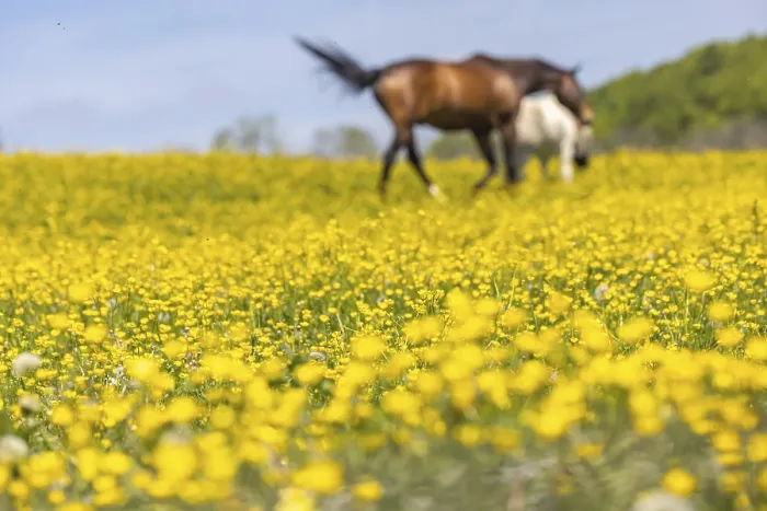 Framed Print : Yellow flowers, blooming spring meadow with horses Framed Print : Yellow flowers, blooming spring meadow with horses
