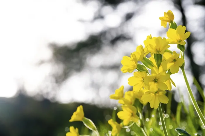 Framed Print : Yellow flowers in the fields in Spring