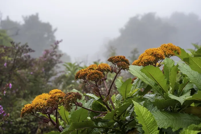 Framed Print : Yellow flowers, fog in the rainforest