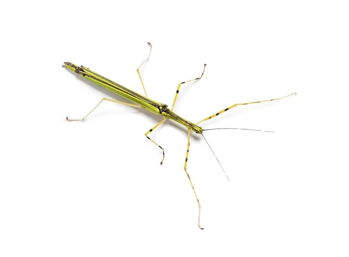 Framed Print : Yellow Flying Stick, Necroscia annulipes