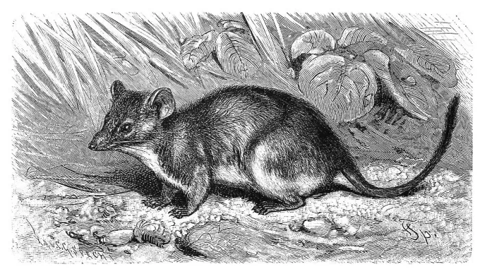 Framed Print : Yellow-footed Pouched-Mouse, Phascologale flavipes Framed Print : Yellow-footed Pouched-Mouse, Phascologale flavipes