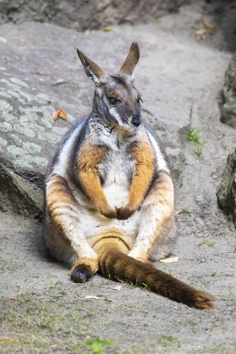 Framed Print : Yellow-footed rock kangaroo (Petrogale xanthopus) Framed Print : Yellow-footed rock kangaroo (Petrogale xanthopus)