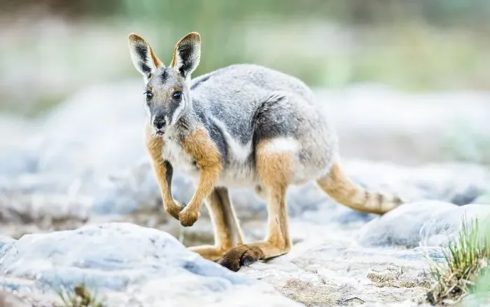 Framed Print : Yellow-footed rock-wallaby (Petrogale xanthopus)