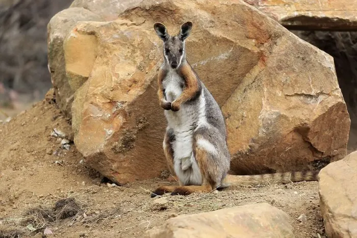 Framed Print : Yellow-footed rock-wallaby (Petrogale xanthopus)