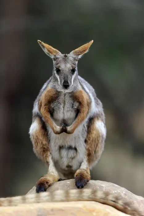 Framed Print : Yellow-footed rock-wallaby (Petrogale xanthopus)