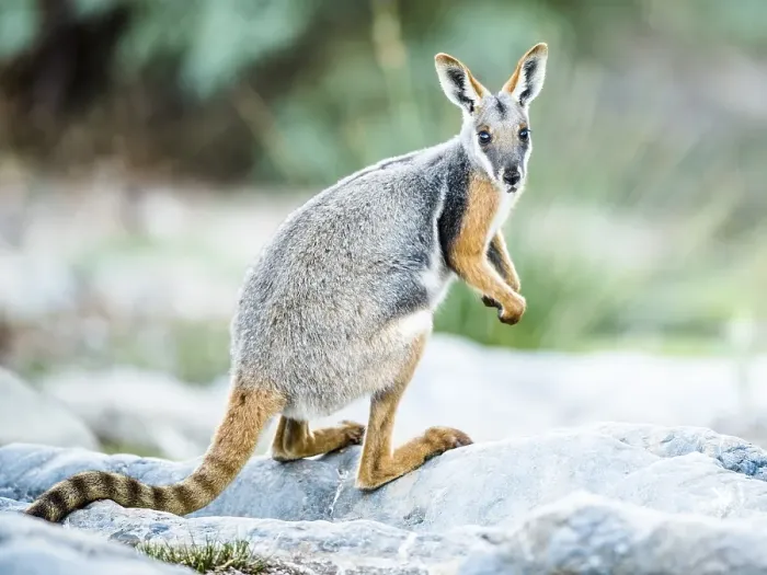 Framed Print : Yellow-footed rock-wallaby (Petrogale xanthopus)