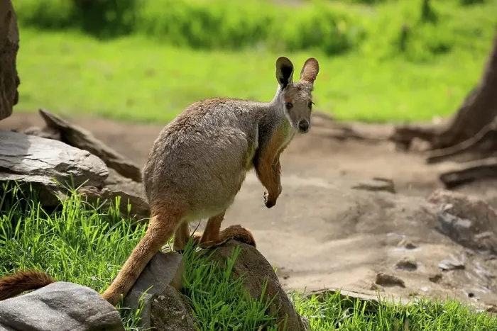 Framed Print : Yellow-footed Rock-wallaby (Petrogale xanthopus) Framed Print : Yellow-footed Rock-wallaby (Petrogale xanthopus)