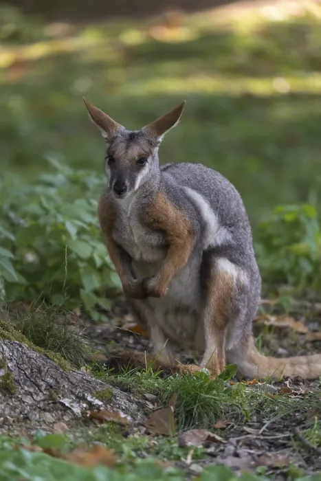 Framed Print : One yellow-footed rock-wallaby (Petrogale xanthopus)