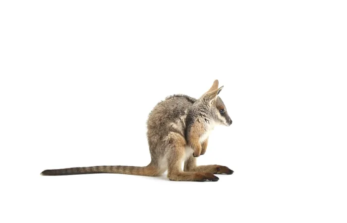 Framed Print : Yellow-Footed Rock-Wallaby (Petrogale xanthopus)
