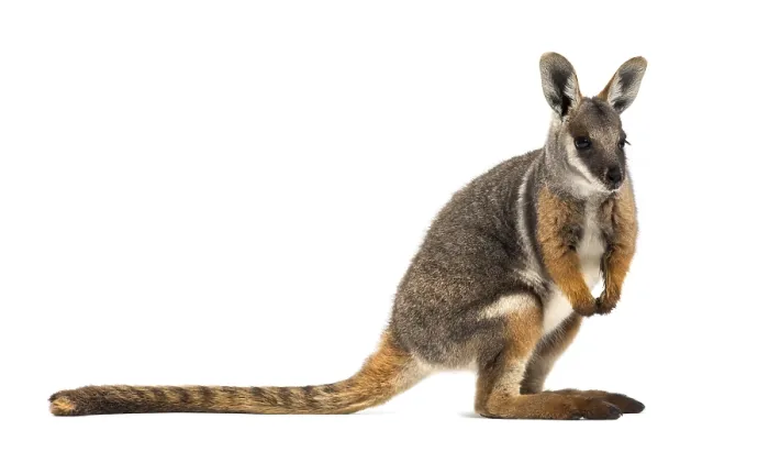 Framed Print : Yellow-footed rock-wallaby, Petrogale xanthopus