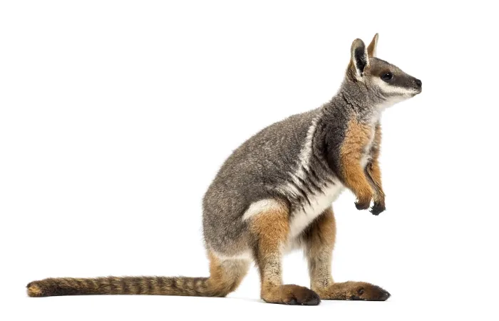 Framed Print : Yellow-footed rock-wallaby, Petrogale xanthopus