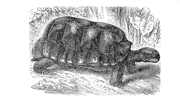 Framed Print : Yellow-footed tortoise (Chelonoidis denticulatus) Framed Print : Yellow-footed tortoise (Chelonoidis denticulatus)