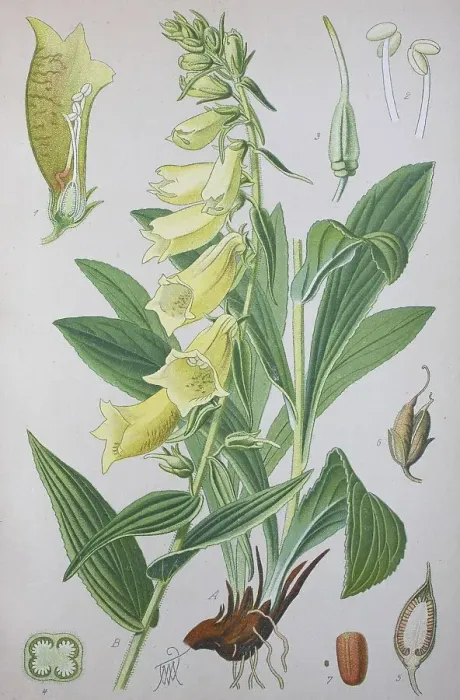 Framed Print : Yellow foxglove (Digitalis grandiflora) Framed Print : Yellow foxglove (Digitalis grandiflora)