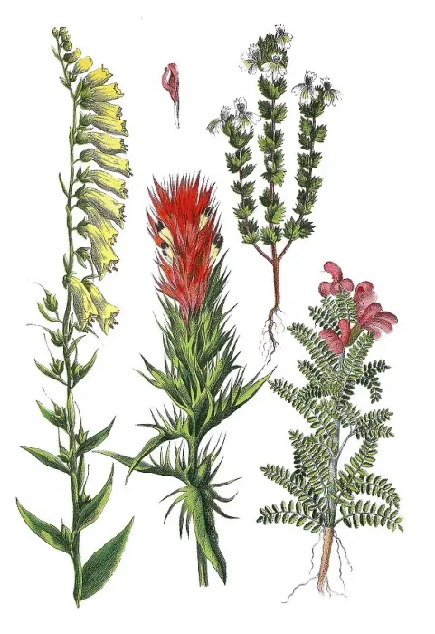 Framed Print : Yellow foxglove, Digitalis lutea (left)