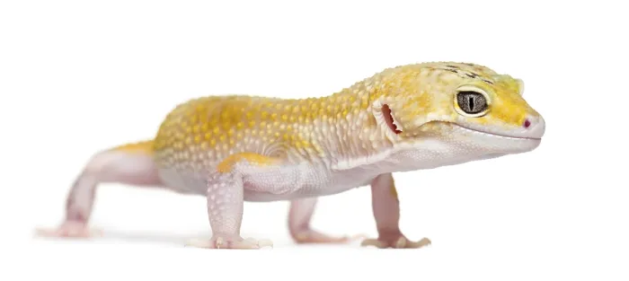 Framed Print : Yellow gecko standing, isolated on white