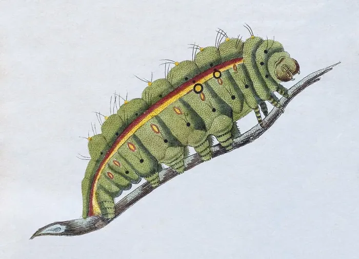 Framed Print : Yellow-green caterpillar, (Phalaena Bombyx Paphia)