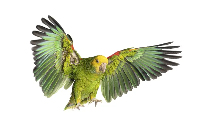 Framed Print : Yellow headed amazon parrot flying with open wings on white background Framed Print : Yellow headed amazon parrot flying with open wings on white background