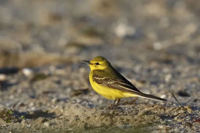 Framed Print : Yellow-headed wagtail (Motacilla flava flavissima)