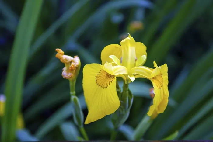 Framed Print : Yellow iris bloomed in a flower bed