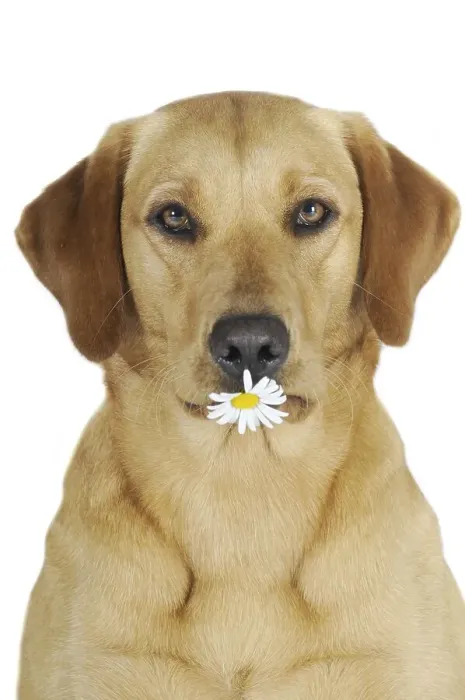 Framed Print : Yellow Labrador Retriever bitch with a flower in its mouth