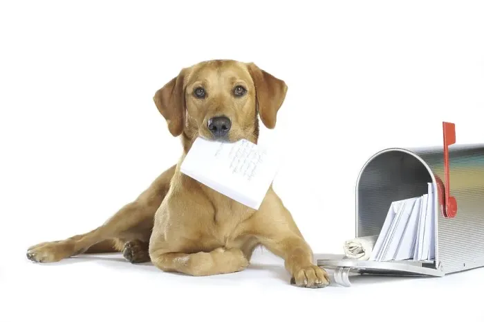 Framed Print : Yellow Labrador Retriever bitch lying next to a mailbox holding a letter in its mouth