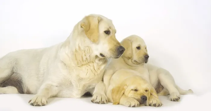 Framed Print : Yellow Labrador Retriever, Bitch and Puppies on White Background