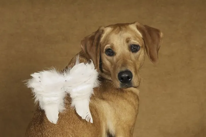 Framed Print : Yellow Labrador Retriever bitch wearing angel wings