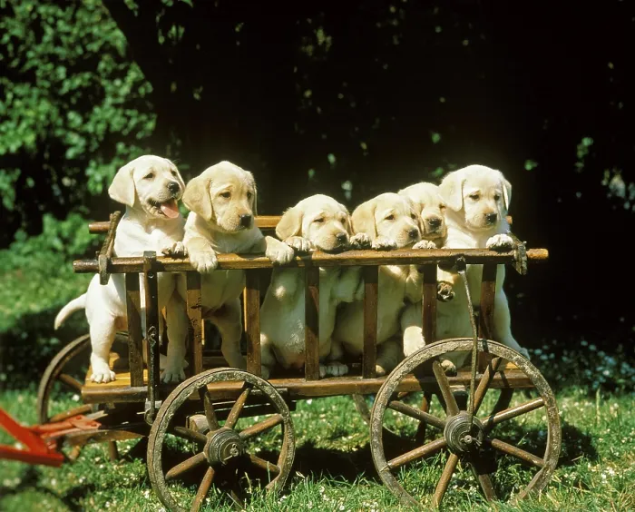 Framed Print : Yellow Labrador Retriever, Pup standing in a Wood Cart