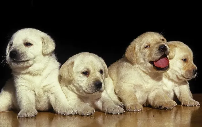 Framed Print : Yellow Labrador Retriever Puppies