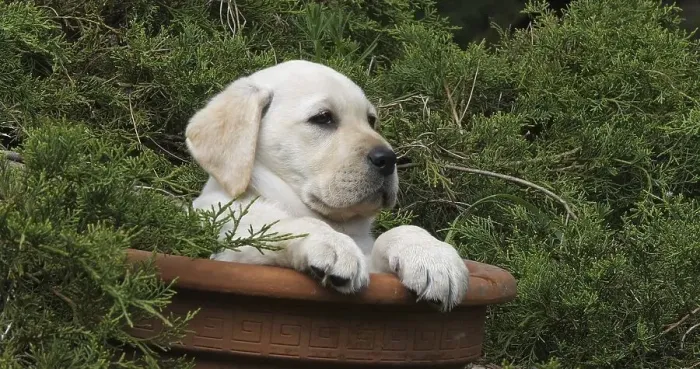 Framed Print : Yellow Labrador Retriever, Puppy Playing in a Flowerpot