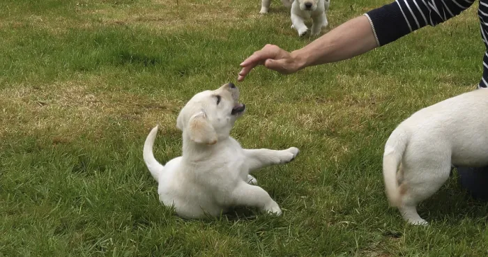 Framed Print : Yellow Labrador Retriever, Puppy Playing with his Mistress on the Lawn
