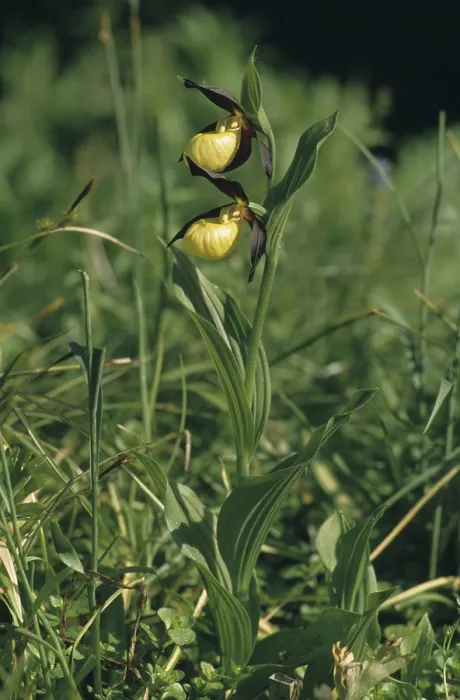 Framed Print : Yellow lady's slipper orchid (Cypripedium calceolus) Yellow lady's slipper orchid (Cypripedium calceolus)