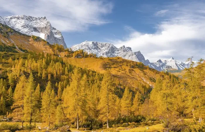Framed Print : Yellow larches in autumn, snow-covered mountain peaks in the background