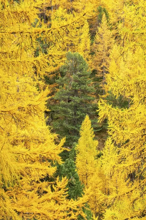 Framed Print : Yellow Larches and Green Tree in Center Framed Print : Yellow Larches and Green Tree in Center