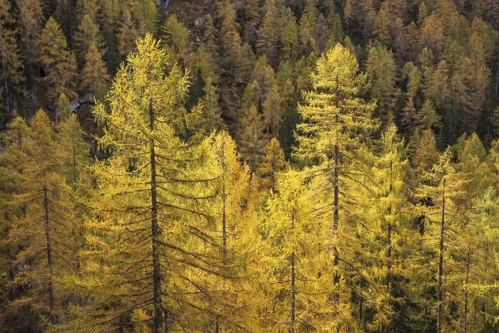 Framed Print : Yellow larches on the slopes of the Dachstein mountains Framed Print : Yellow larches on the slopes of the Dachstein mountains