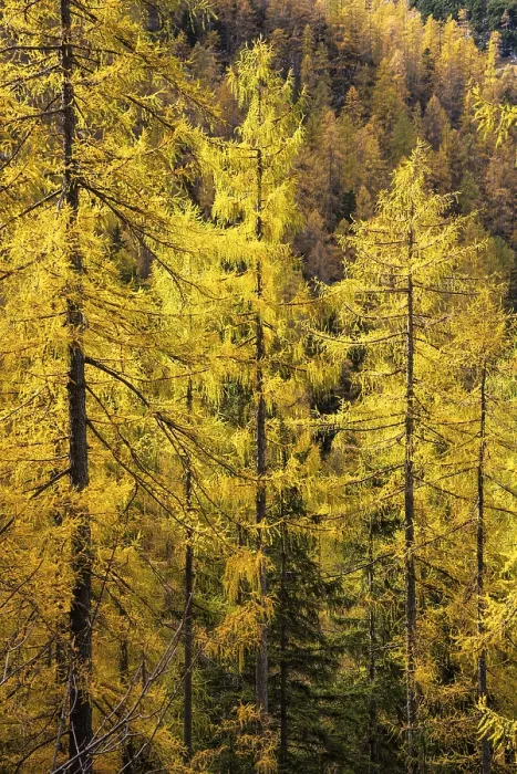 Framed Print : Yellow larches on the slopes of the Dachstein mountains