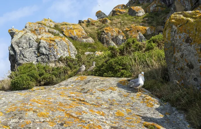 Framed Print : Yellow-legged gull Larus Michahellis