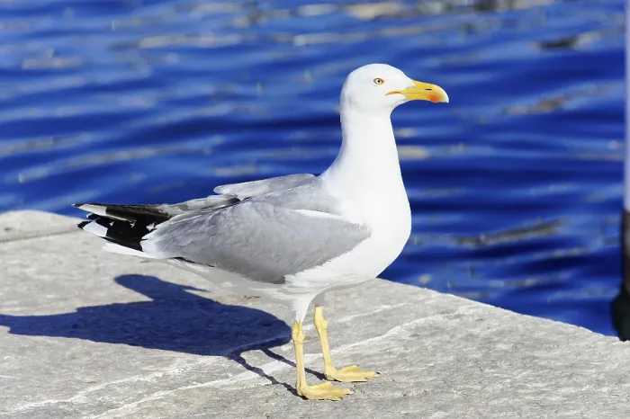 Framed Print : Yellow-legged gull (Larus michahellis) Framed Print : Yellow-legged gull (Larus michahellis)