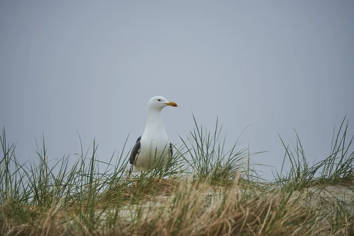 Framed Print : Yellow-legged gull (Larus michahellis) standing in the grass