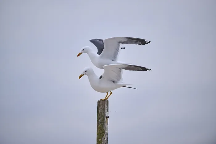 Framed Print : Yellow-legged gull (Larus michahellis) standing on each other on a wood Framed Print : Yellow-legged gull (Larus michahellis) standing on each other on a wood