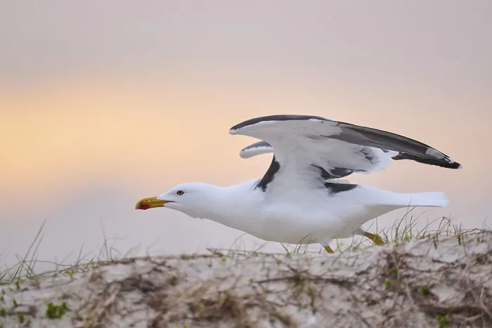 Framed Print : Yellow-legged gull (Larus michahellis) starts flying from the grass at sunset