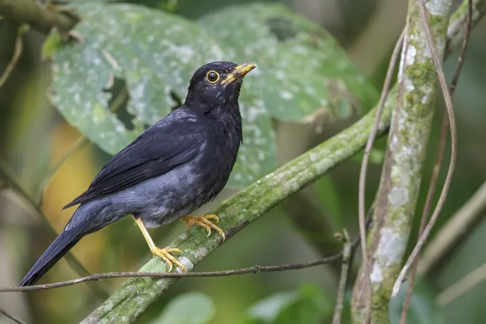 Framed Print : Yellow-legged Thrush (Turdus flavipes) perched on a branch in the Atlantic rainforest of southeast Brazil