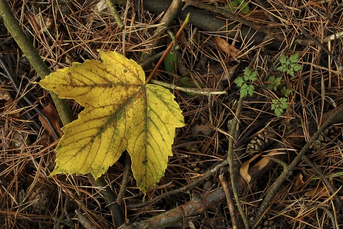 Framed Print : Yellow maple leaf on the forest floor in autumn next to it young leaves of the cranesbill
